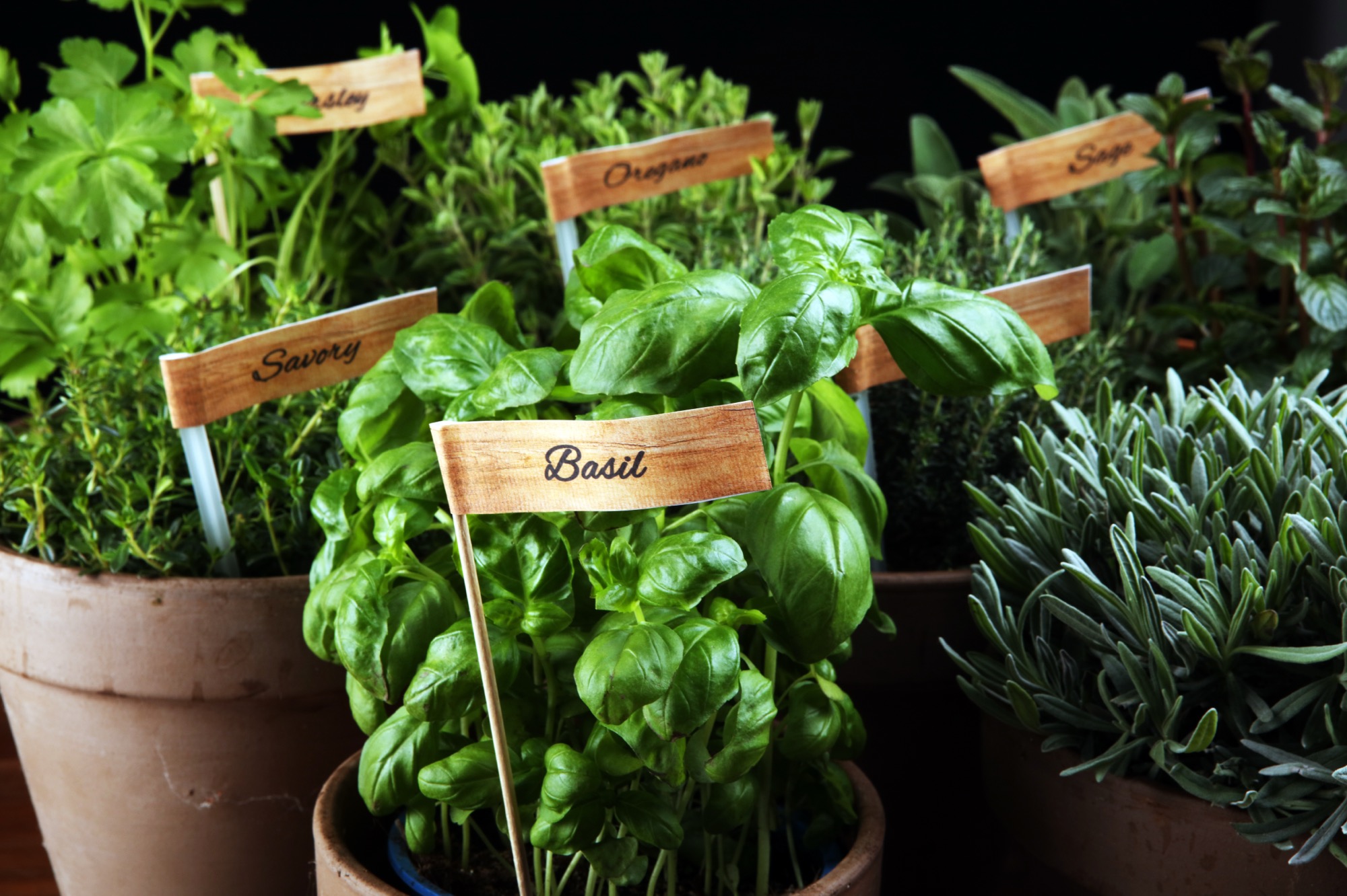 Tips for an apartment herb garden